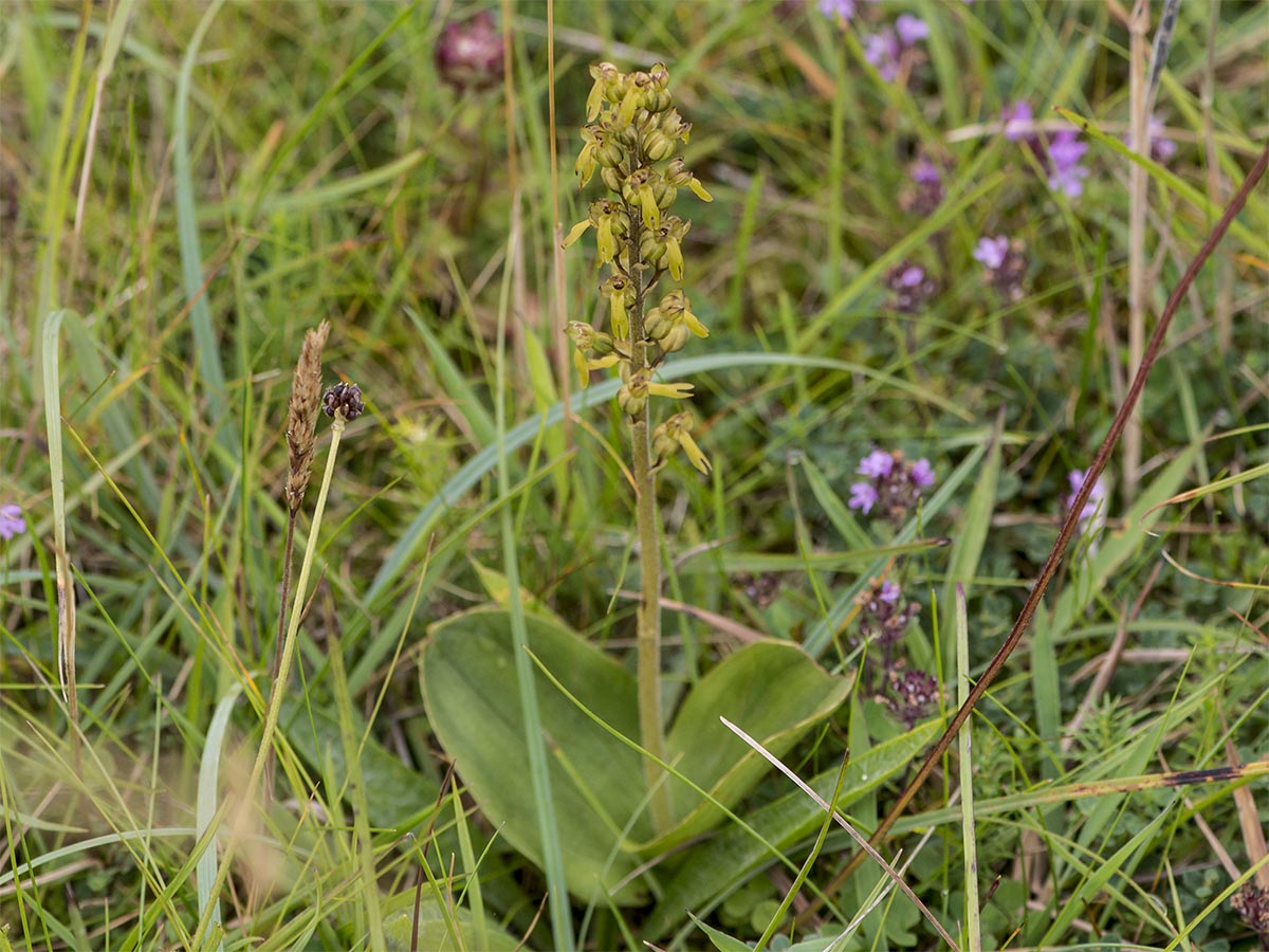 Listera ovata